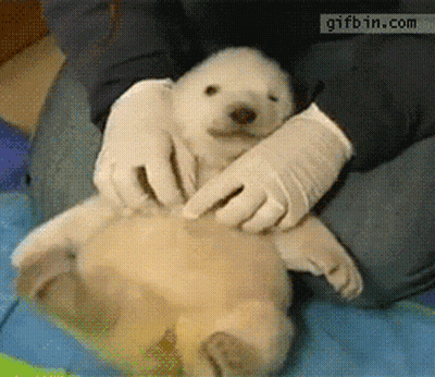 Polar Bear Puppy Held By Person With Gloves Gifbin.com GIF