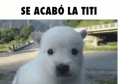 Polar Bear Puppy Se Acabo La Titi GIF