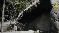 Polar Bear Shade GIF