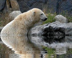Polar Bear Sitting On Water  GIF