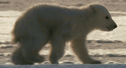 Polar Bear Slowly Walking GIF
