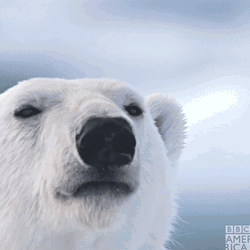 Polar Bear Sniff GIF