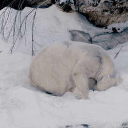 Polar Bear Snow Playing Cute Animal