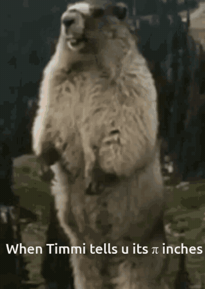Polar Bear Standing On Hind Legs When Timmi Tells U Its Pi Inches GIF