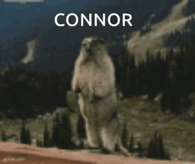 Polar Bear Standing With Connor Name GIF