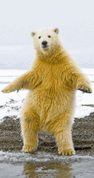 Polar Bear Stop Motion Dance  GIF