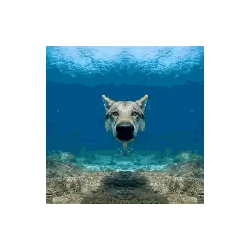 Polar Bear Swimming In Water Reflection Sticker