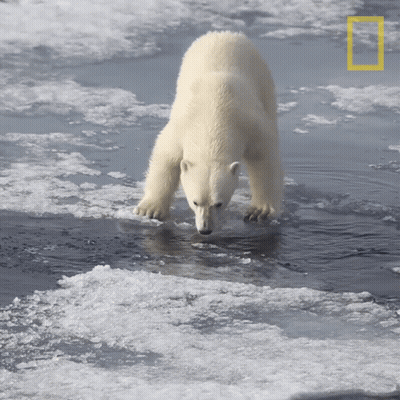 Polar Bear Walking Through Water GIF