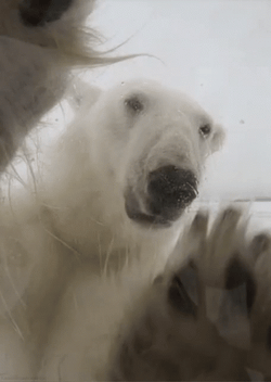 Polar Bear Waving GIF