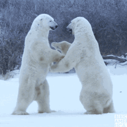 Polar Bears Fighting Each Other  GIF