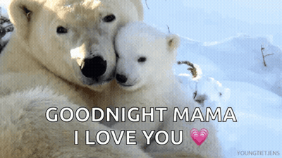 Polar Bears Hugging Goodnight Mama I Love You GIF
