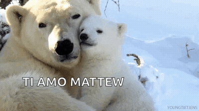 Polar Bears Hugging In Snow Ti Amo Mattew GIF