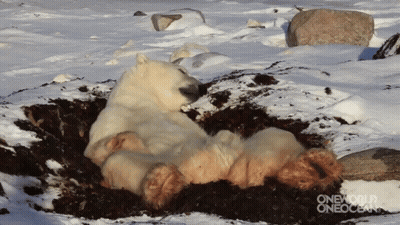 Polar Lazy Bear GIF