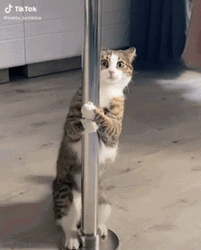 Pole Dancing Cat GIF