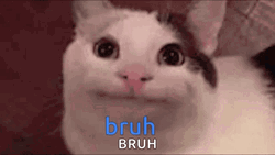 Polite Beluga Cat Bruh GIF