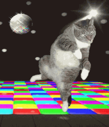 Polydactyl Party Cat Dance GIF