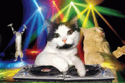 Polydactyl Party Cat GIF