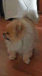 Pomeranian Bear Dog GIF