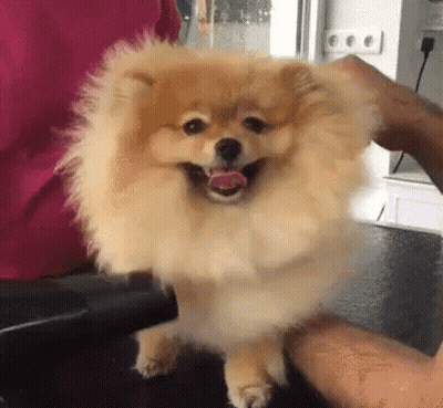 Pomeranian Being Petted GIF