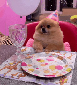 Pomeranian Birthday Celebration GIF