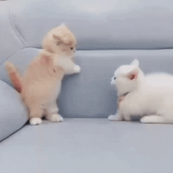 Pomeranian Cat Attack GIF