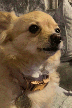 Pomeranian Confused Dog Looking Away GIF