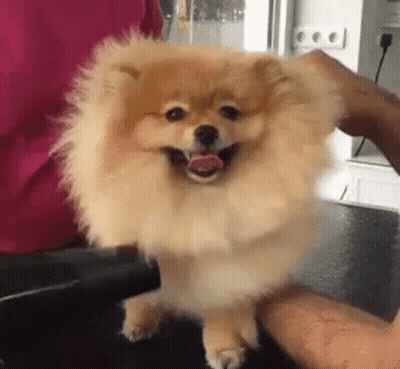 Pomeranian Dog Being Petted On Table GIF