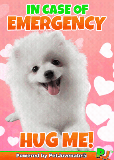 Pomeranian Dog In Case Of Emergency Hug Me GIF