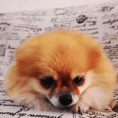 Pomeranian Dog Laying On Paper Saying Jession De Jour GIF