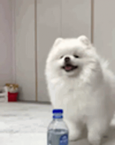 Pomeranian Dog Next To Water Bottle GIF