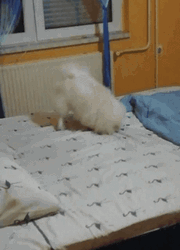 Pomeranian Dog Playing In Bed GIF