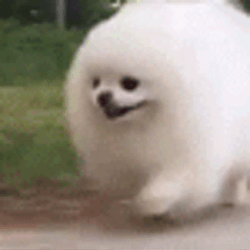 Pomeranian Dog Running Fast GIF