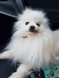 Pomeranian Dog Showing Tongue GIF