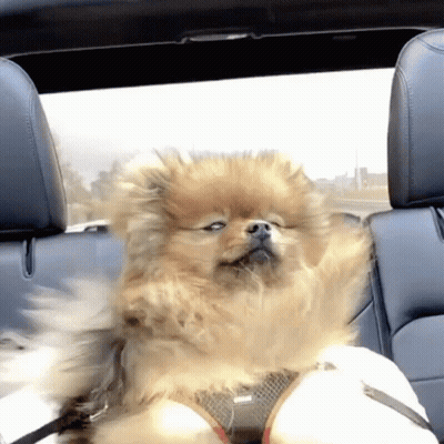 Pomeranian Dog Sitting In Back Seat Of Convertible GIF