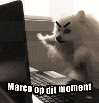 Pomeranian Dog Standing In Front Of Laptop Saying Marco Op Dit Moment GIF
