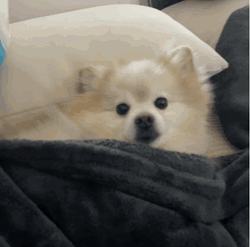 Pomeranian Dog Want To Sleep GIF
