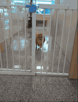 Pomeranian Escaping Out Of Jail GIF