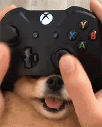 Pomeranian Gamer Dog GIF