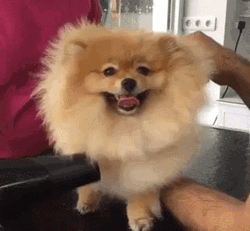 Pomeranian Having Blowdry GIF