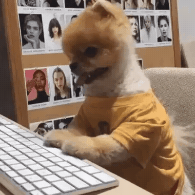 Pomeranian In Yellow Shirt Typing On Keyboard GIF