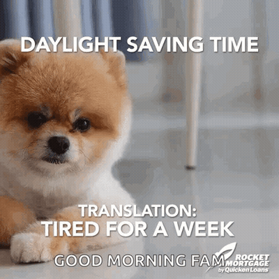 Pomeranian Puppy Laying Daylight Saving Time Tired For A Week GIF