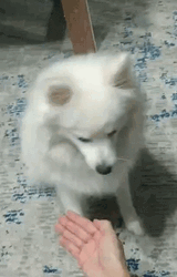 Pomeranian Shaking Hands GIF
