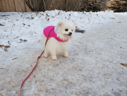 Pomeranian With Pink Clothes GIF