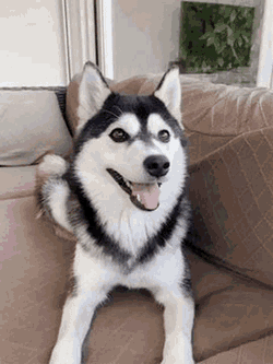 Pomsku Pomsky GIF