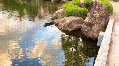 Pond Surrounded By Rocks And Bushes GIF