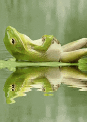 Pondering Pond Frog