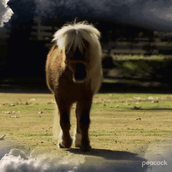 Pony GIF