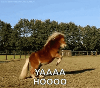 Pony Jumping Saying Yaaaa Hooooo GIF