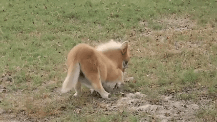 Pony Playing With Stuffed Toy GIF
