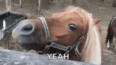 Pony Wearing Bridle Next To Fence GIF